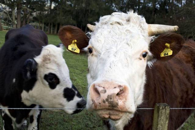Mooooo