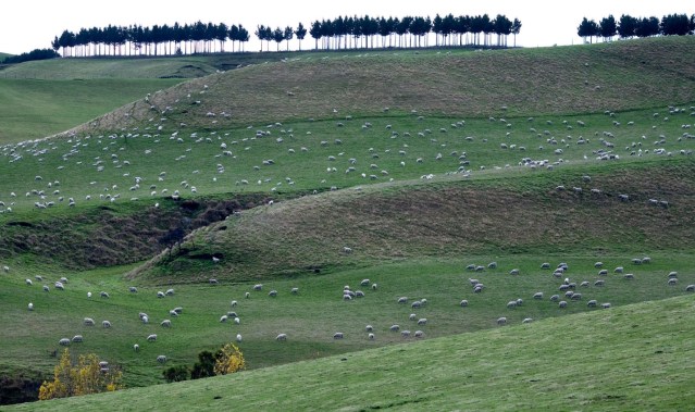 7:1 sheep to people ratio in New Zealand