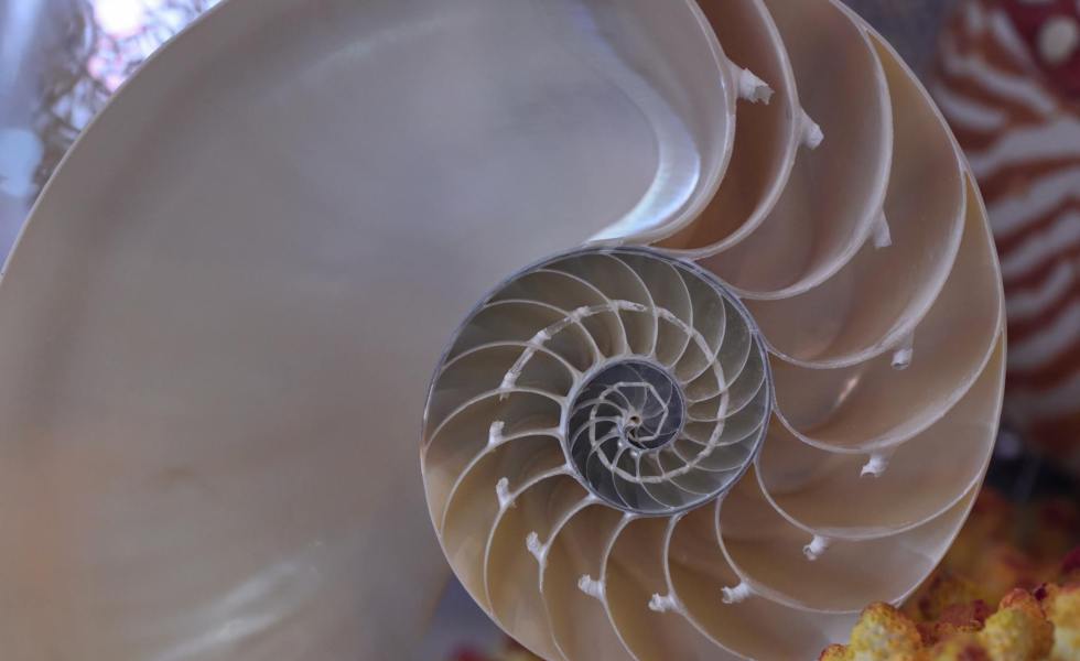 close up of a seashell