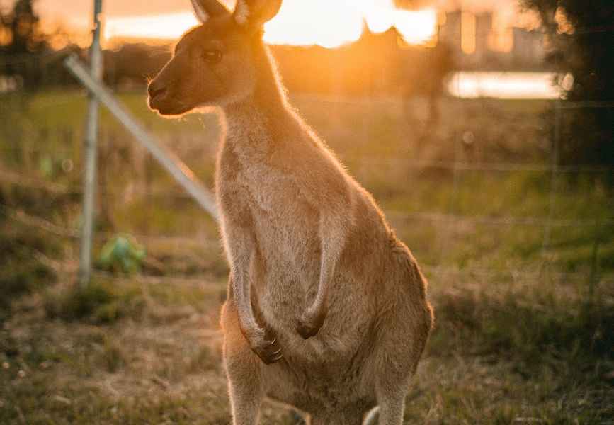 brown kangaroo standing on grass during sunset