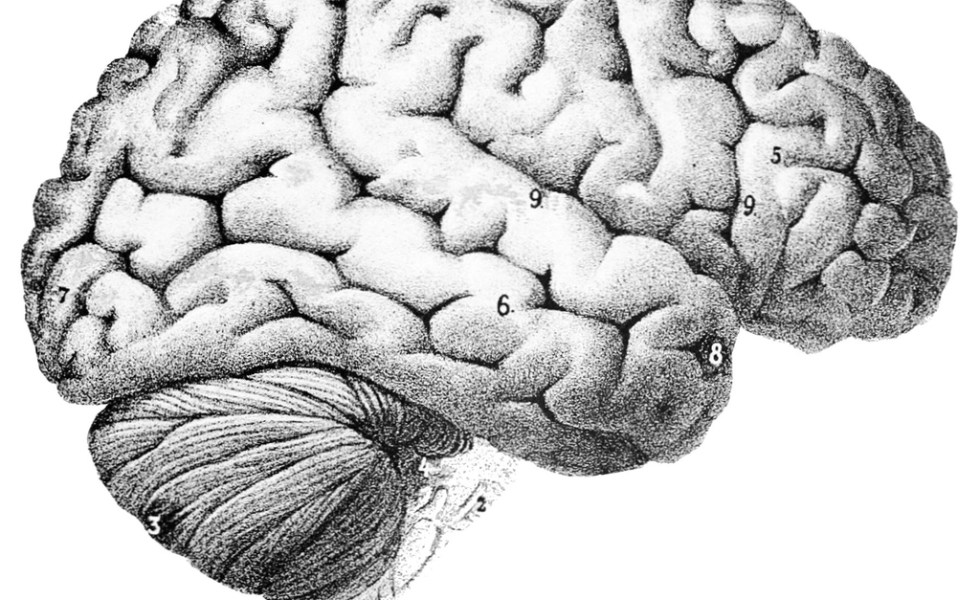 Outer surface human brain Sanger