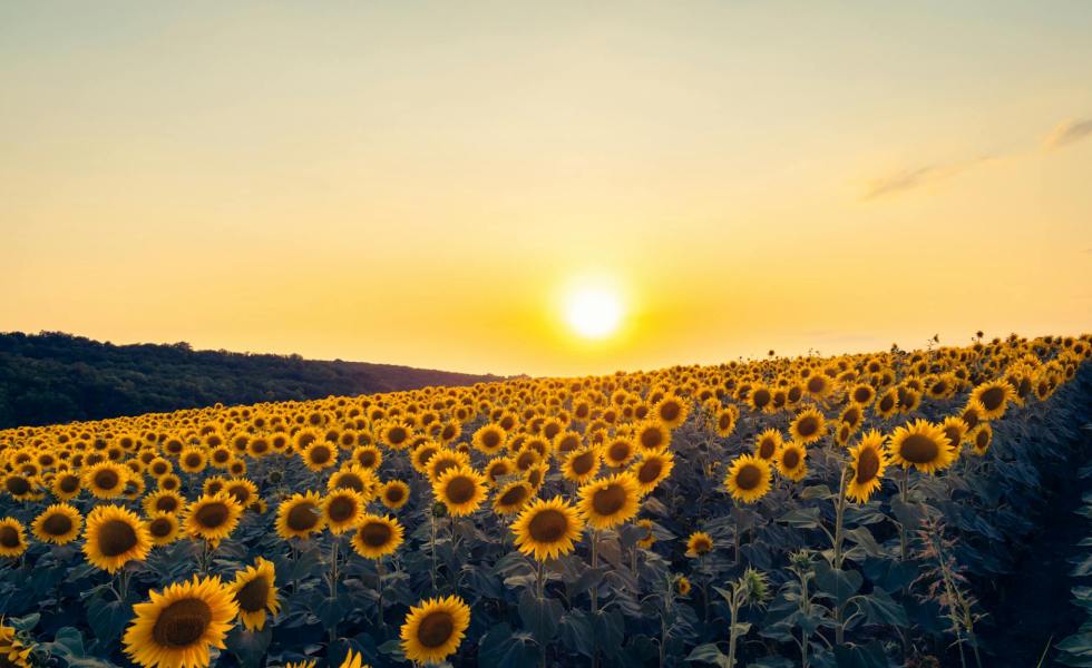 sunflower field at sunset