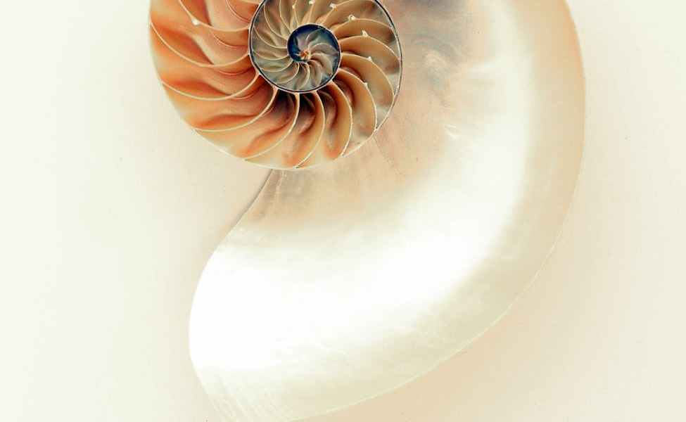 orange and white seashell on white surface