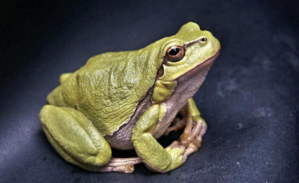 green frog