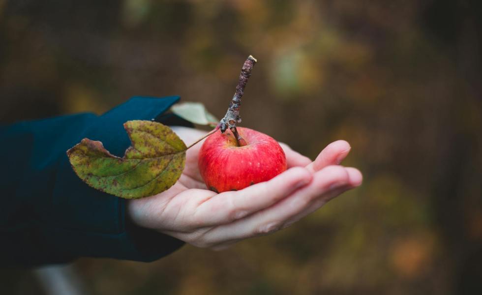 crop woman holding ripe plucked apple in hand in autumn garden